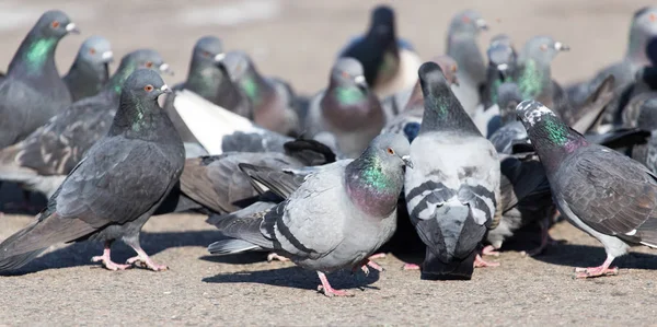 En flock duvor i staden — Stockfoto