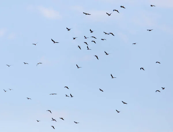 Una bandada de gaviotas volando en el cielo —  Fotos de Stock