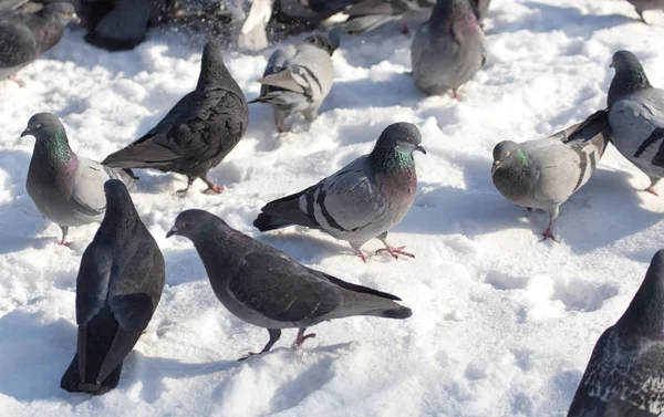 Troupeau de pigeons sur la neige à l'extérieur — Photo