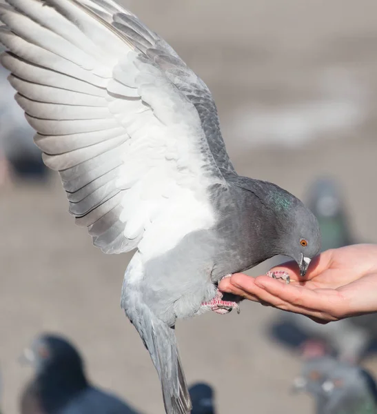 Pigeon on the hand on nature — Stock Photo, Image