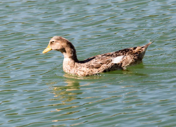 Kachna na jezeře v přírodě — Stock fotografie