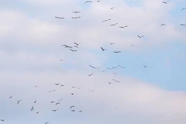 Um bando de gaivotas voando no céu — Fotografia de Stock