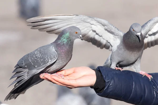 Taube an der Hand der Natur — Stockfoto