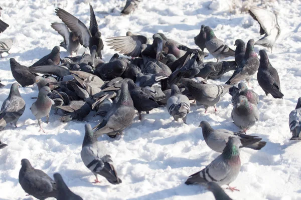 Flock duvor på snö utomhus — Stockfoto