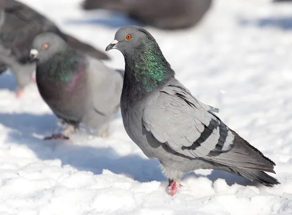 Taube im Schnee auf der Natur — Stockfoto