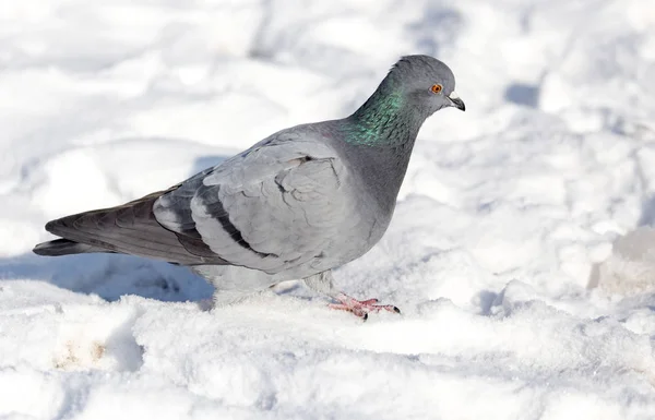 Paloma en la nieve en la naturaleza — Foto de Stock