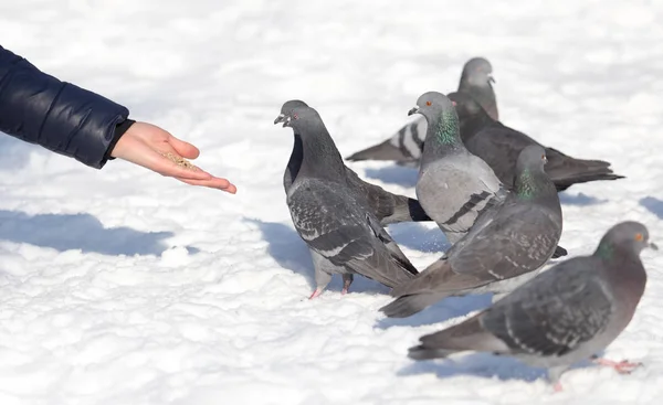 Flock of pigeons on snow outdoors — Stock Photo, Image