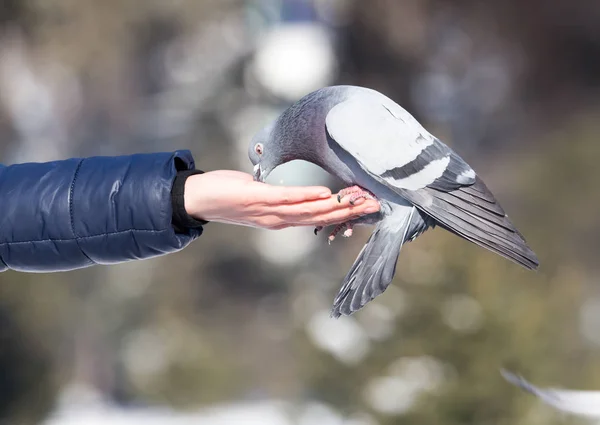 Pigeon sur la main sur la nature — Photo