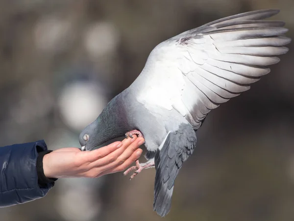 Pigeon sur la main sur la nature — Photo