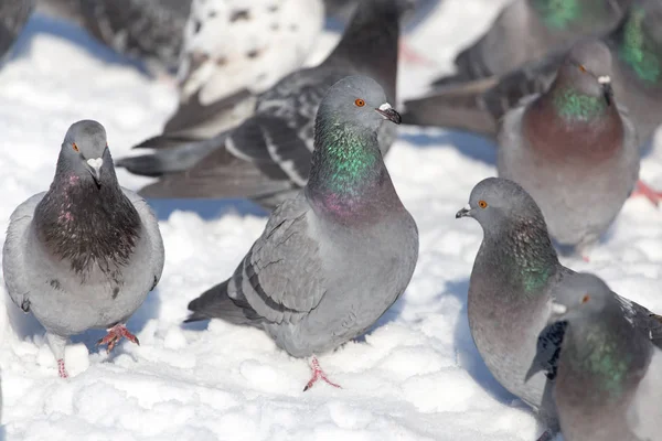 Flock of pigeons on snow outdoors — Stock Photo, Image