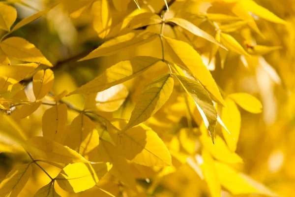 Hojas amarillas en el árbol en otoño — Foto de Stock