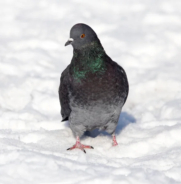 Paloma en la nieve en la naturaleza — Foto de Stock