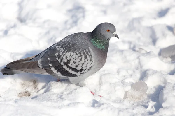 Taube im Schnee auf der Natur — Stockfoto