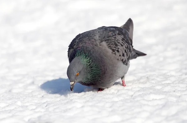 Colomba nella neve sulla natura — Foto Stock