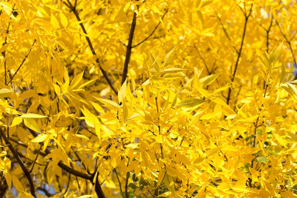 Folhas amarelas na árvore no outono — Fotografia de Stock