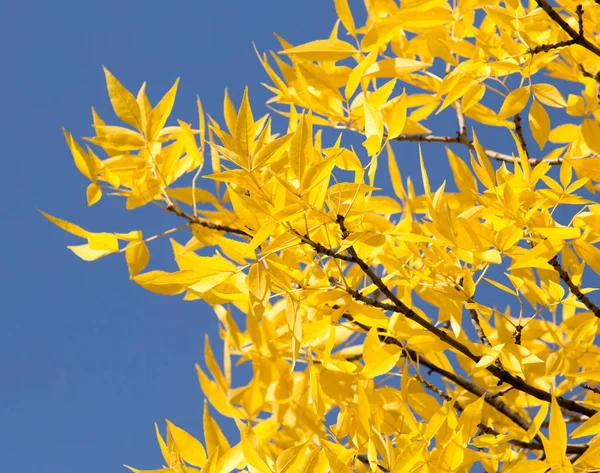 Hojas amarillas en árboles de otoño contra el cielo azul — Foto de Stock