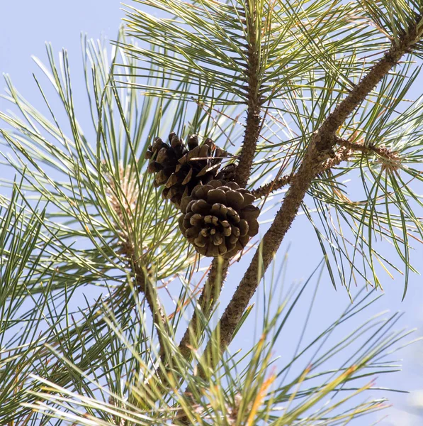 Cedar cones on the tree — Stock Photo, Image