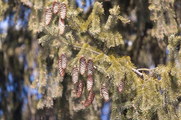 Knopparna på grenarna av Gran på naturen — Stockfoto