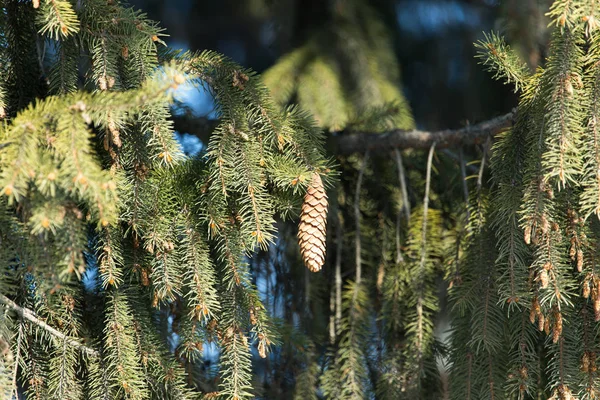 Brotes en las ramas de abeto en la naturaleza —  Fotos de Stock