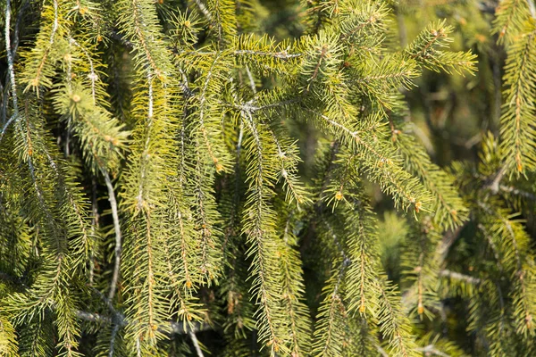 Foresta di conifere. Sfondo con rami di abete rosso brillante . — Foto Stock