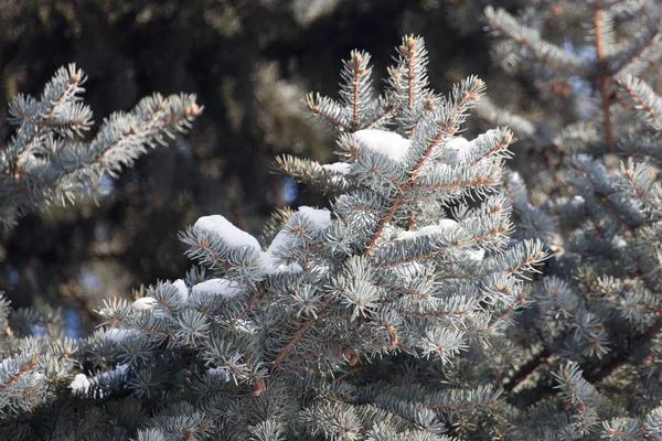 Çam ağacının dallarına kar yağar. — Stok fotoğraf