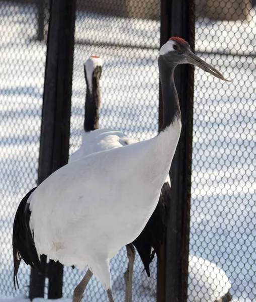 Heron in the zoo in winter — Stock Photo, Image