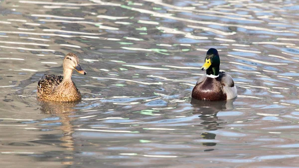 Ente im See in der Natur — Stockfoto