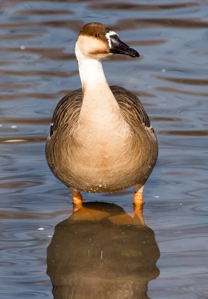 Anatra nel lago nella natura — Foto Stock