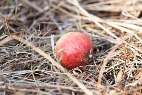 Doğada yerde yatan elma — Stok fotoğraf