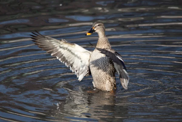 Duck in the lake in nature — Stock Photo, Image