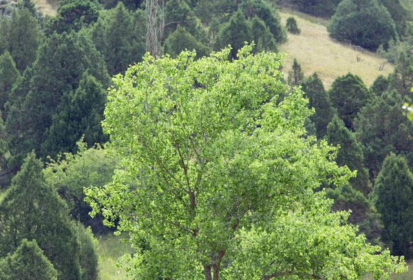 Mooie tak van een boom als achtergrond — Stockfoto