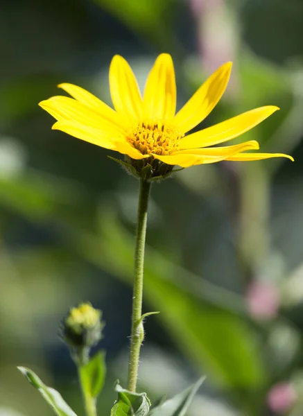 Beautiful yellow flower in nature — Stock Photo, Image