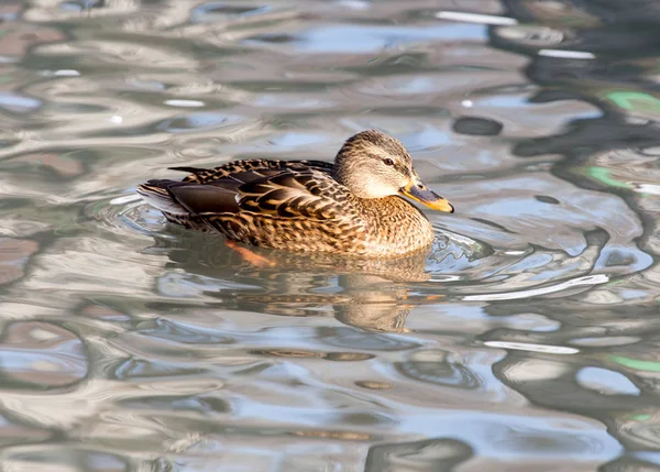 湖中的鸭在自然界中 — 图库照片