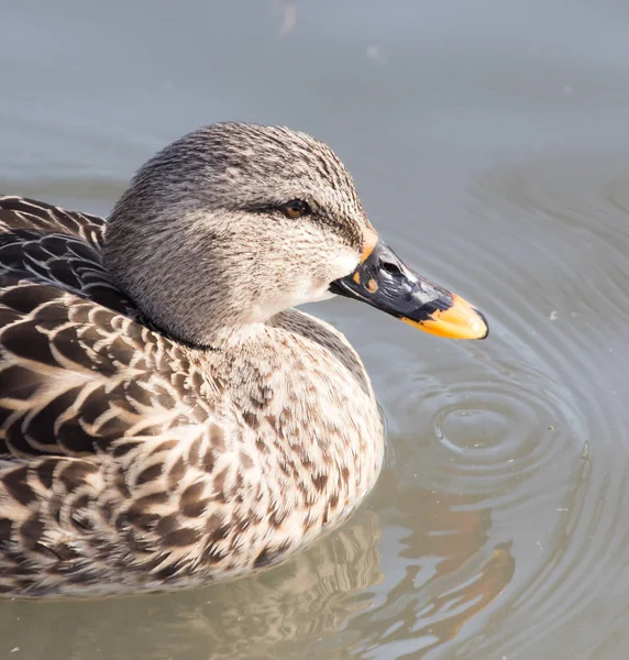 Anatra nel lago nella natura — Foto Stock