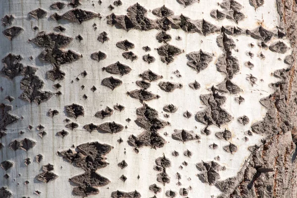 Corteccia dell'albero come sfondo — Foto Stock