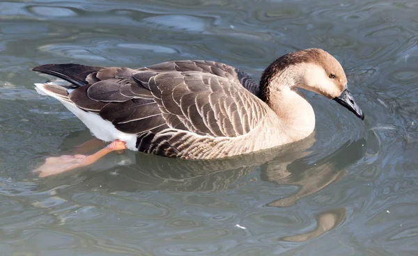 自然界の湖でカモが — ストック写真