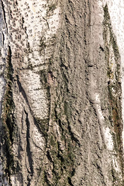 Corteza de árbol como fondo — Foto de Stock