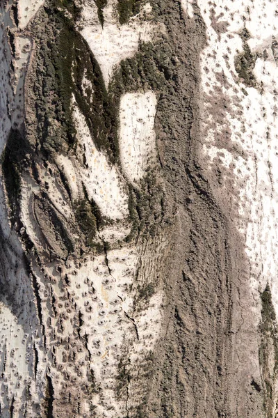 Corteza de árbol como fondo — Foto de Stock