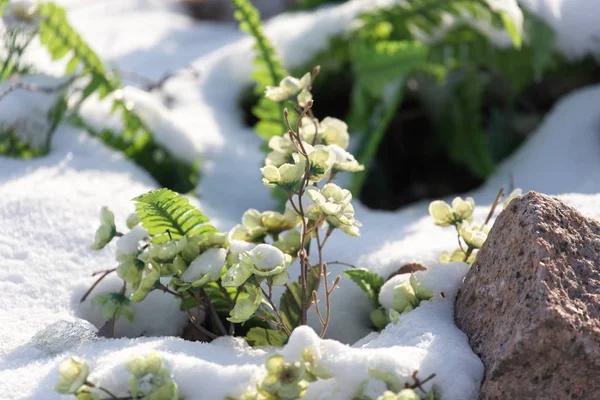 Kunstgras in de sneeuw in de winter — Stockfoto
