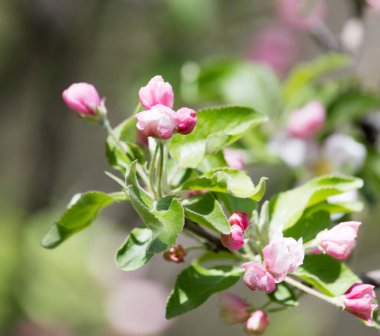 Doğadaki meyve ağacında çiçekler