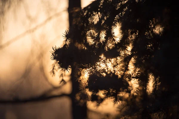 Nadelbaum bei Sonnenuntergang in der Natur — Stockfoto