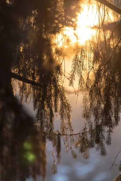 Barrträd på sunset i naturen — Stockfoto