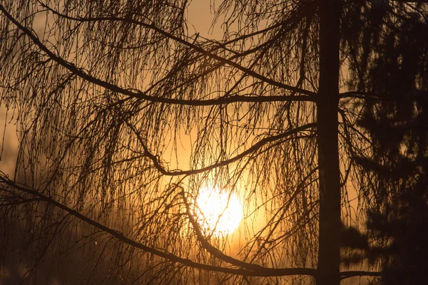 Árvore ao pôr do sol na natureza — Fotografia de Stock