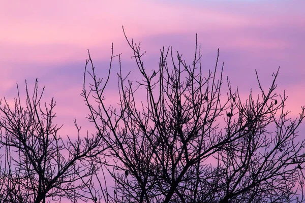 Kahle Äste eines Baumes bei Sonnenuntergang — Stockfoto