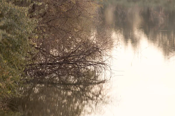 Grenarna i ett träd vid solnedgången — Stockfoto