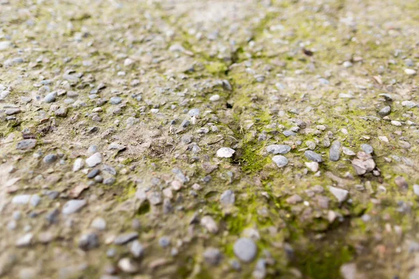Мох на треснувшем бетоне — стоковое фото