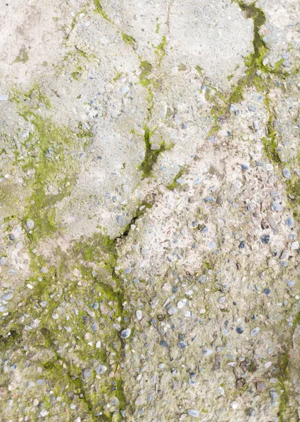 Moss on the cracked concrete — Stock Photo, Image