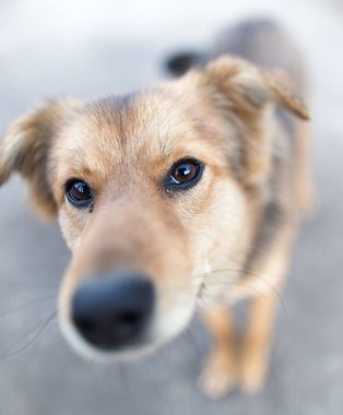 Doğadaki bir köpeğin portresi.