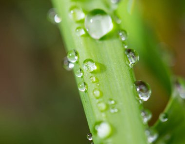 Yeşil çimenlerin üzerinde yağmur damlaları
