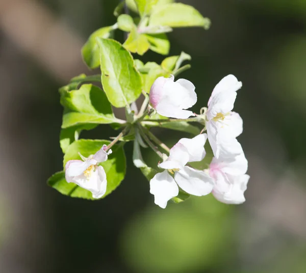 在自然的苹果树上的花 — 图库照片